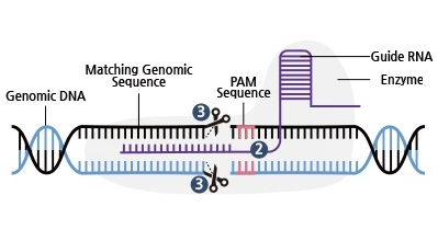 Licenses Gene Editing Technology from Broad Institute of MIT & Harvard in the US