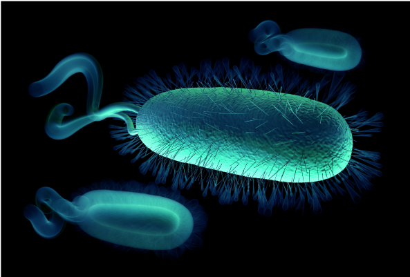 Genome Sequence of Zymomonas Mobilis, Alcohol Producing Bacteria