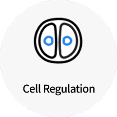 Cell Regulation