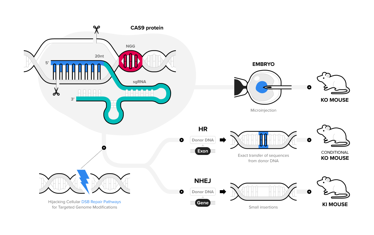 CRISPR KI/KO Mouse